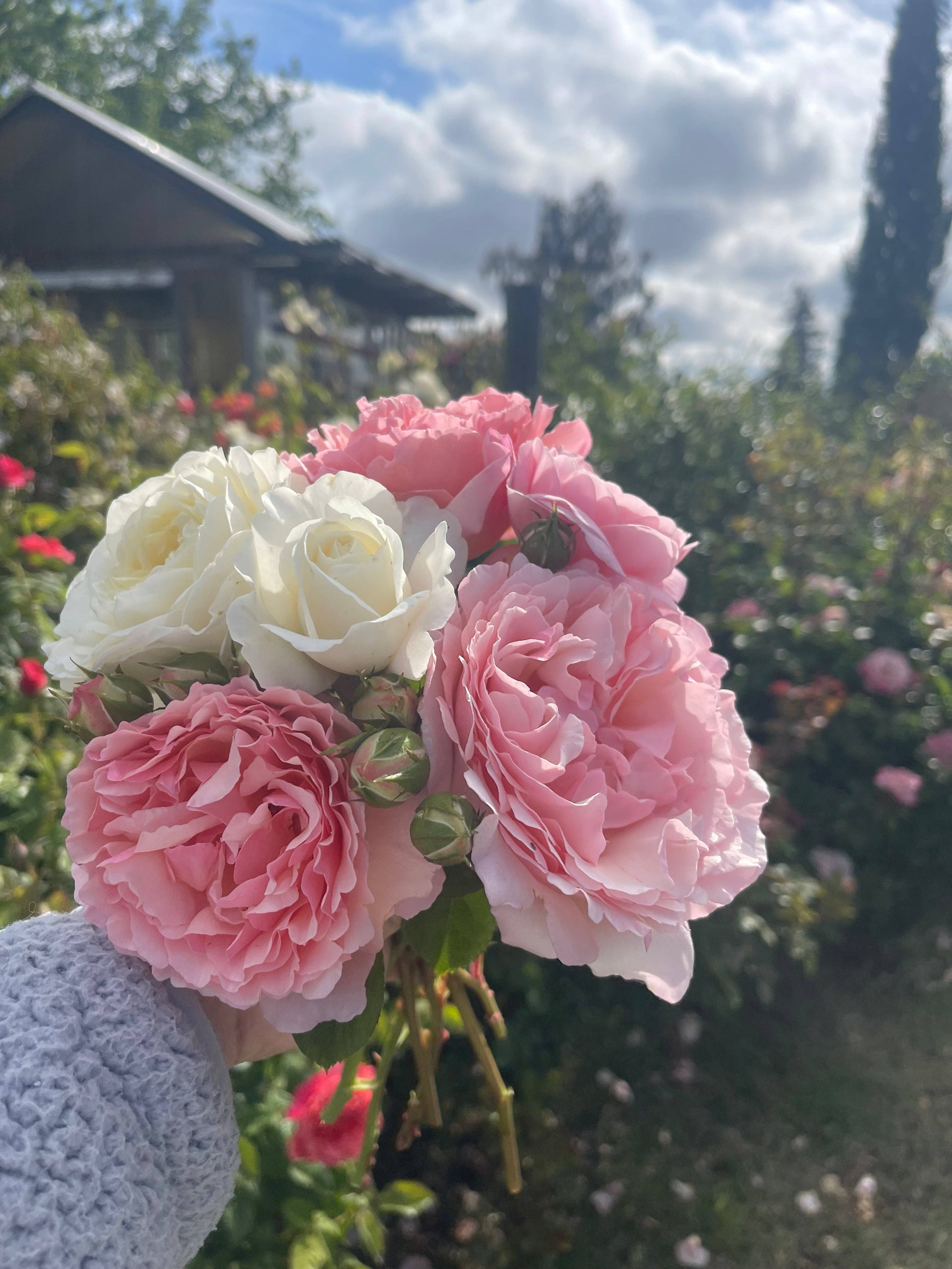 Cottage Rose Sugar Scrub