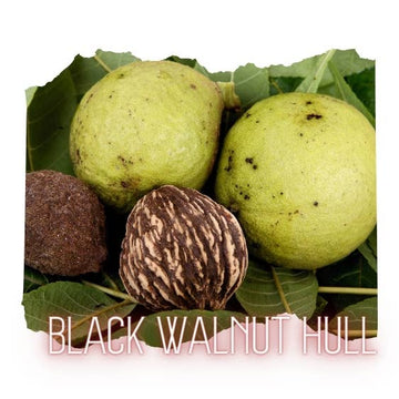 Black Walnut Hull Powder