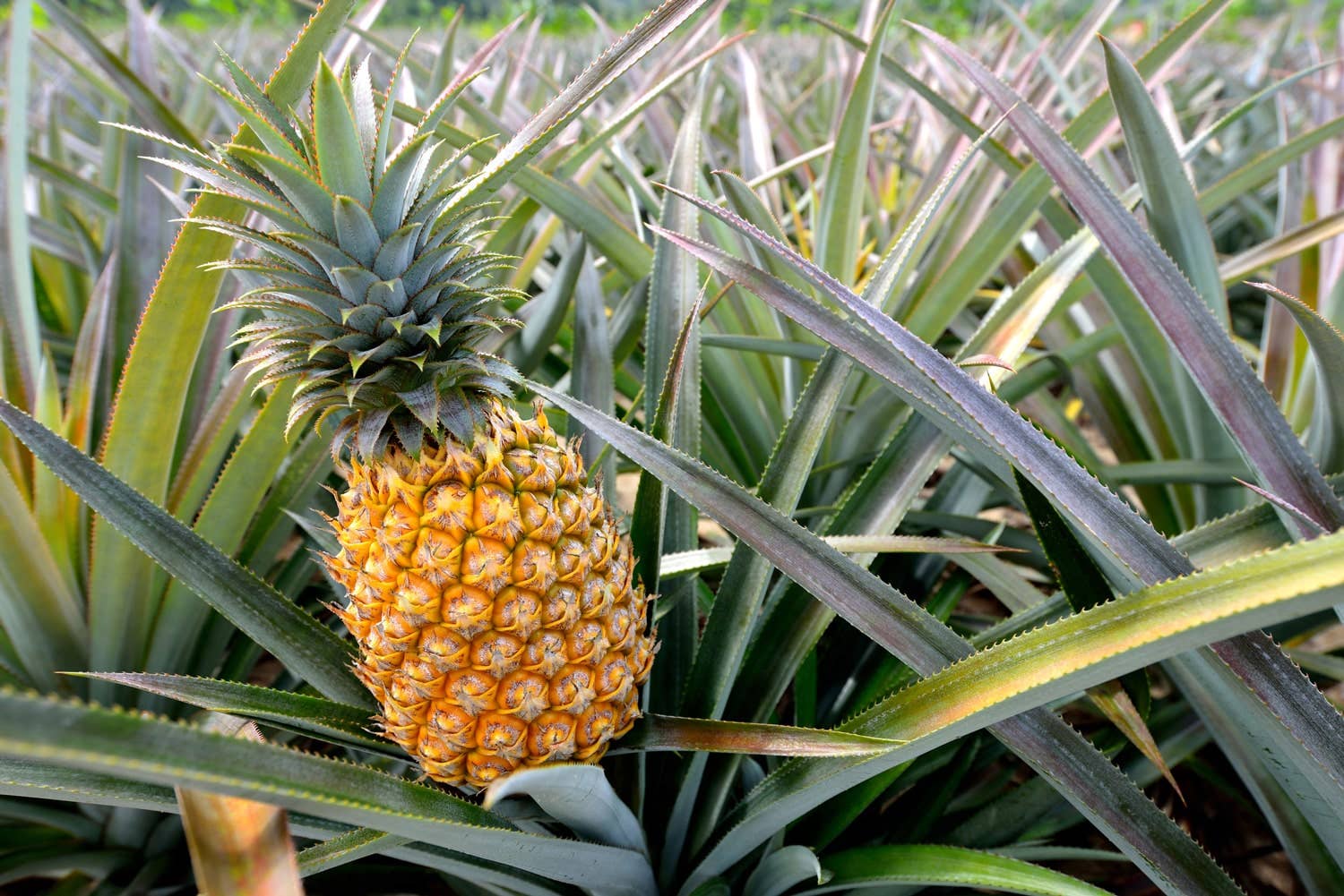 Dried Diced Pineapple – Raw, Vegan, Sweetened, Unsulfured