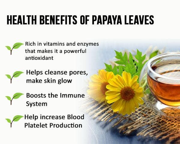 Papaya Leaf Tea - Organic - 24/2g Tea bags - Blood Platelets, Digestion & Immunity - Herbal Goodness