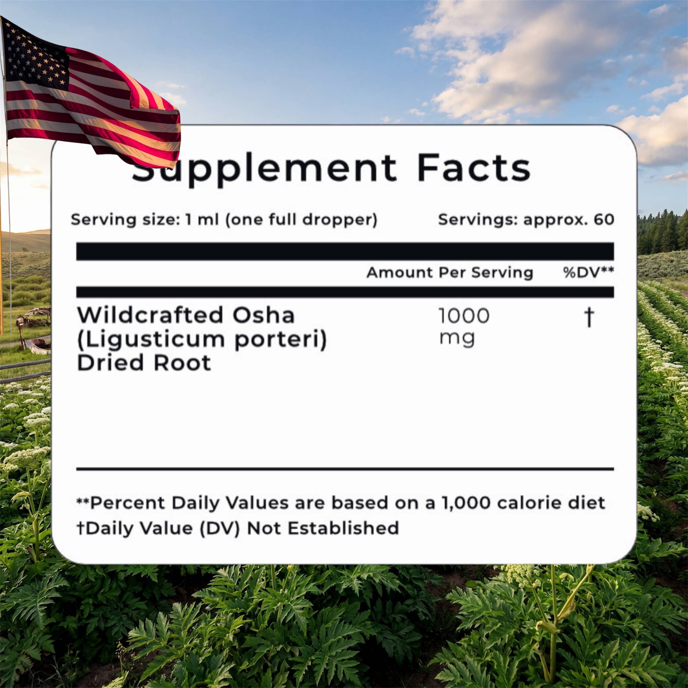 Osha Root Liquid Extract – Lung & Respiratory Support 