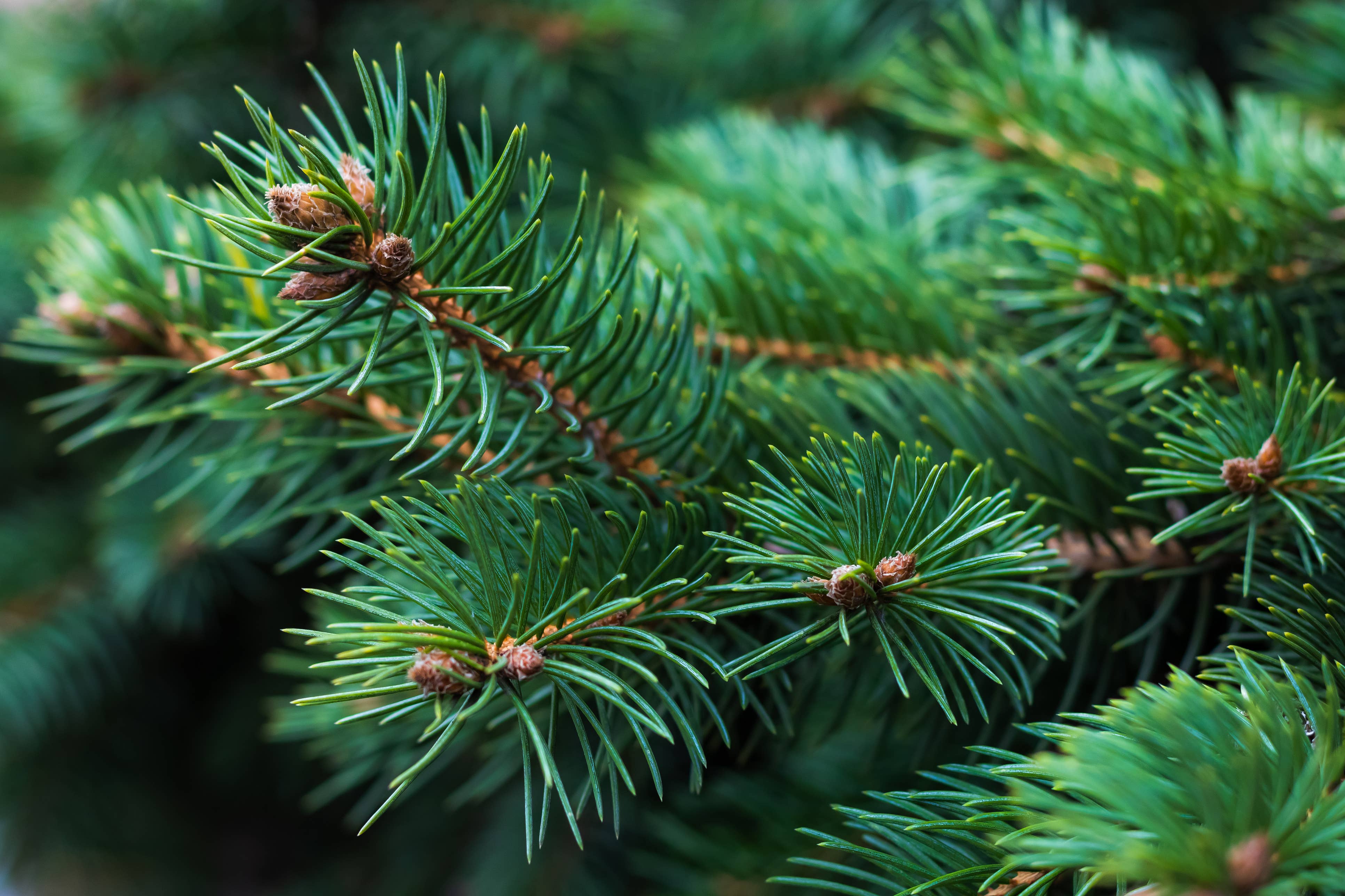 Fir Needle Essential Oil