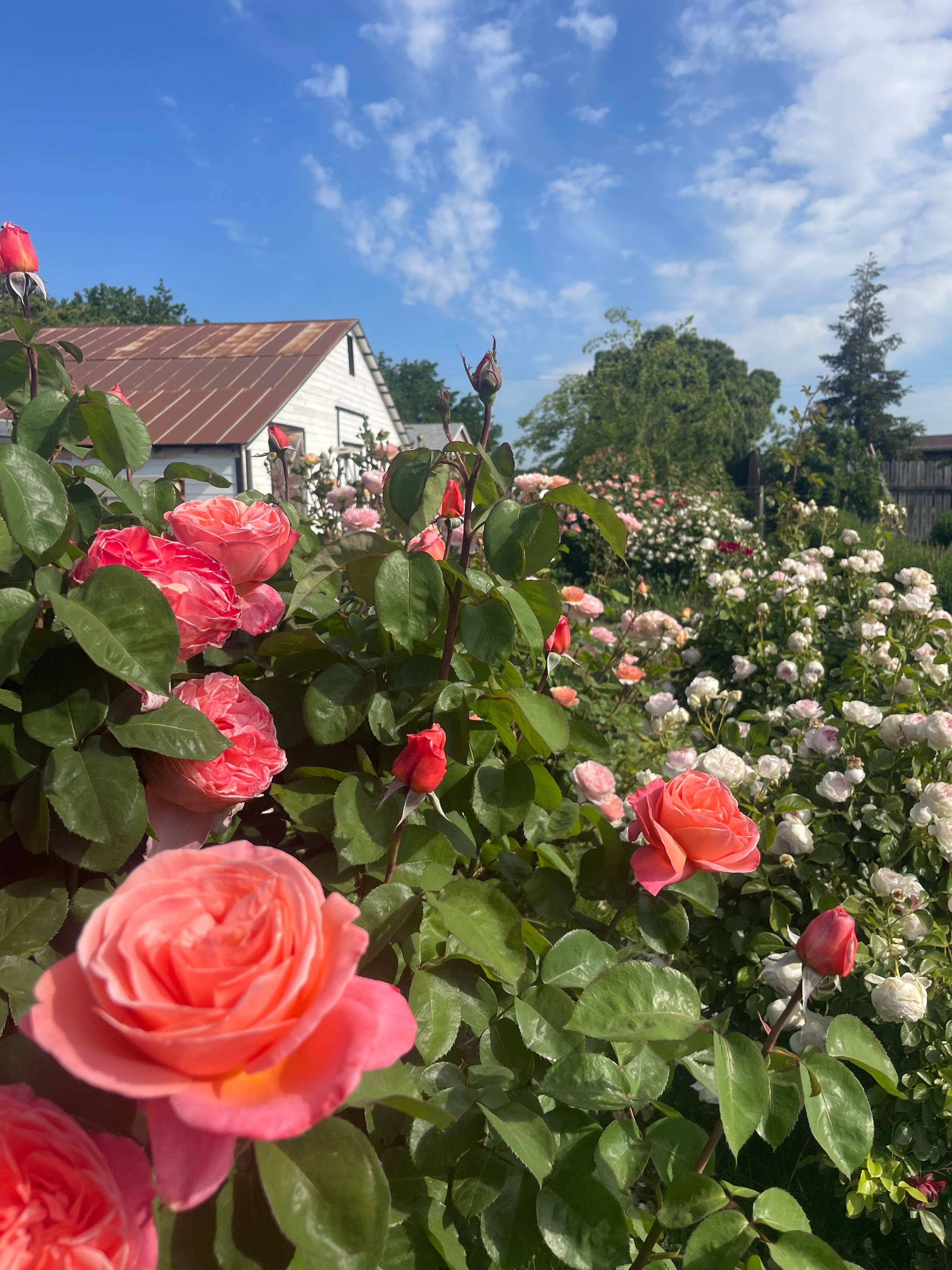 Cottage Rose Sugar Scrub