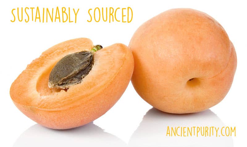 Apricot Kernels - 500g | Hunza Pakistan | Bitter 