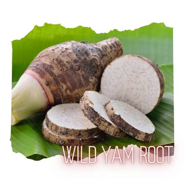 Wild Yam Root, Powder