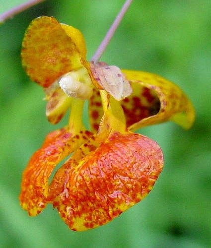 Jewelweed Topical Mist - Poison Ivy & Poison Oak, Bites, Swimmer's Itch, Niebla de Topicos