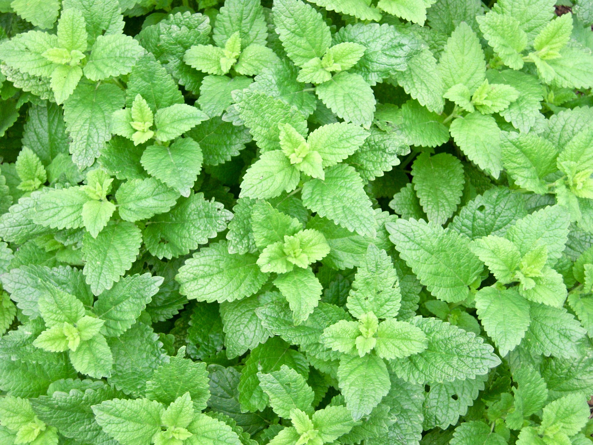 Peppermint Essential Oil