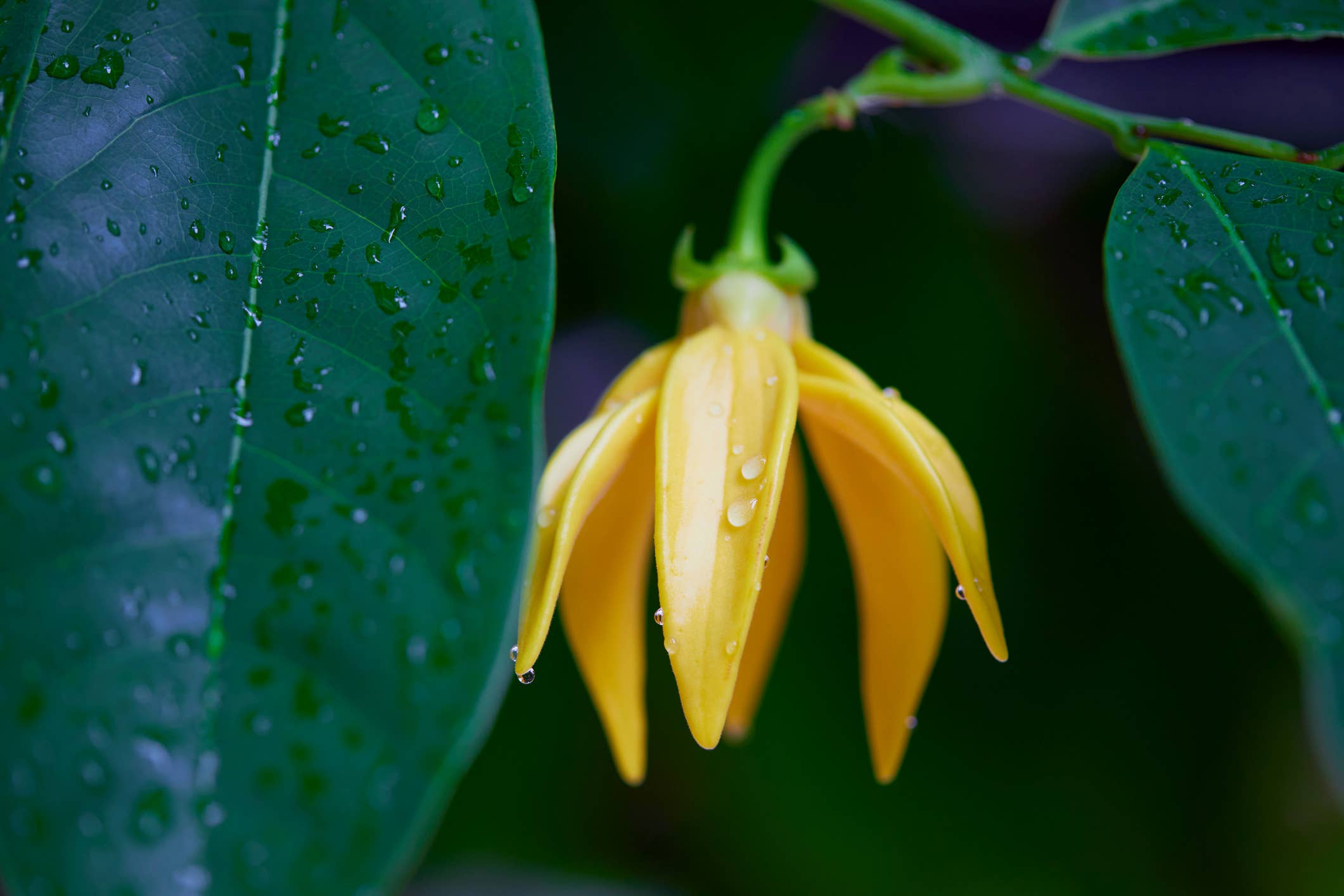 Ylang Ylang Essential Oil