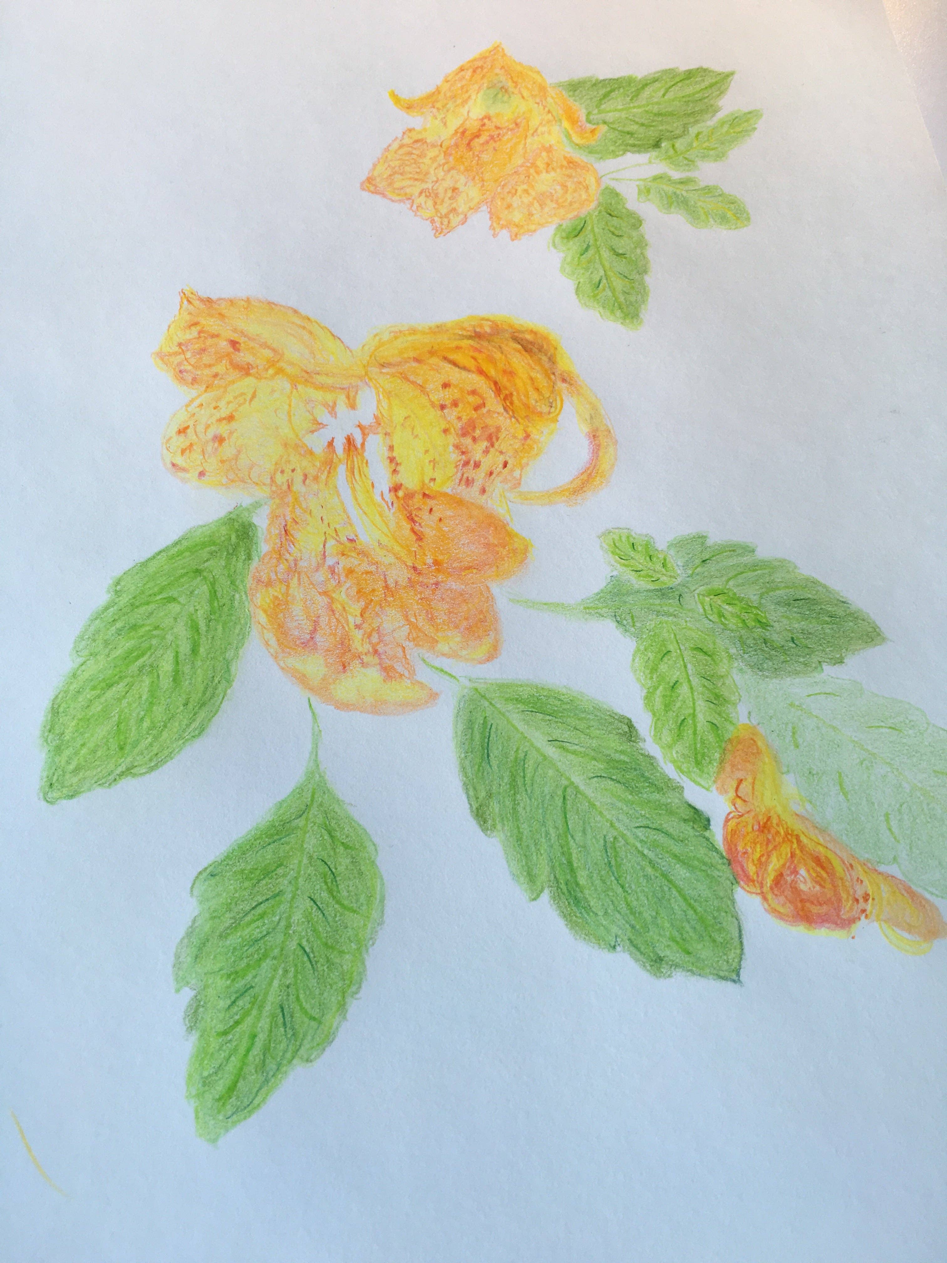 Jewelweed Topical Mist - Poison Ivy & Poison Oak, Bites, Swimmer's Itch, Niebla de Topicos